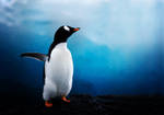 Winter - Penguin by cutecolorful