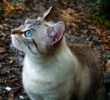 Staring Off Into Eternity by Queen-Kitty