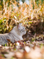 Daydream Believer by Queen-Kitty