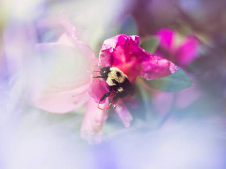 Meant to Bee by Queen-Kitty