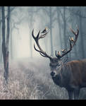 Deer 2 by Child0fBodom