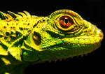 iguana by solscriptura