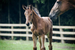 chocolate by equitate