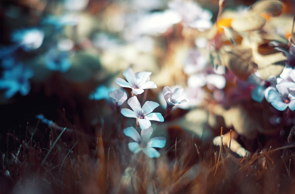 *** by INVIV0 *** by INVIV0