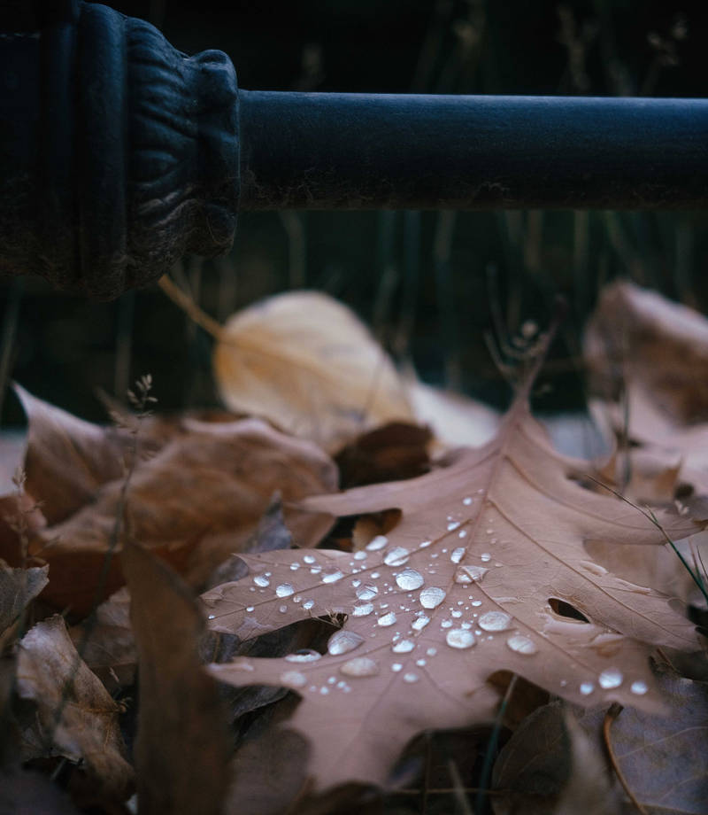 autumn_by_inviv0_dcs6xly-fullview.jpg
