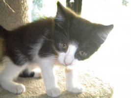 Halo by AmandaKitswell