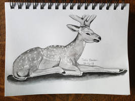 Sika Deer by RainWolf23