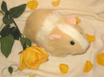 Big Yellow + White Guinea Pig by Morumoto
