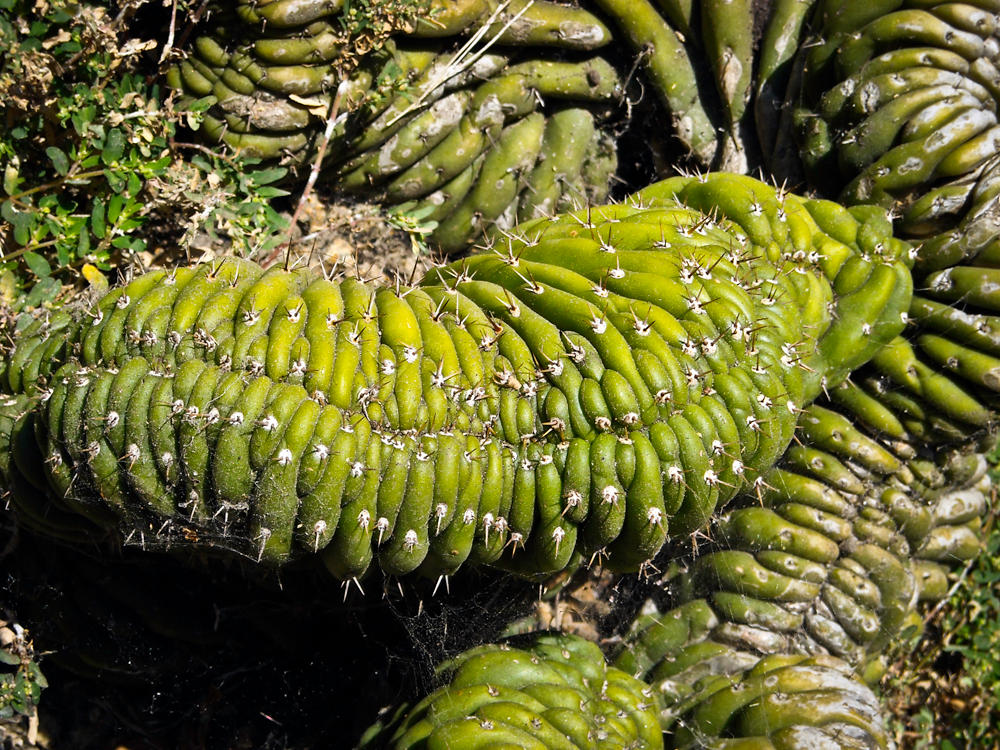 caterpillar cactus by biosnailpoker