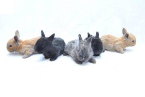 Line up by themagpiesnest