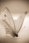 Butterfly by Ysgith