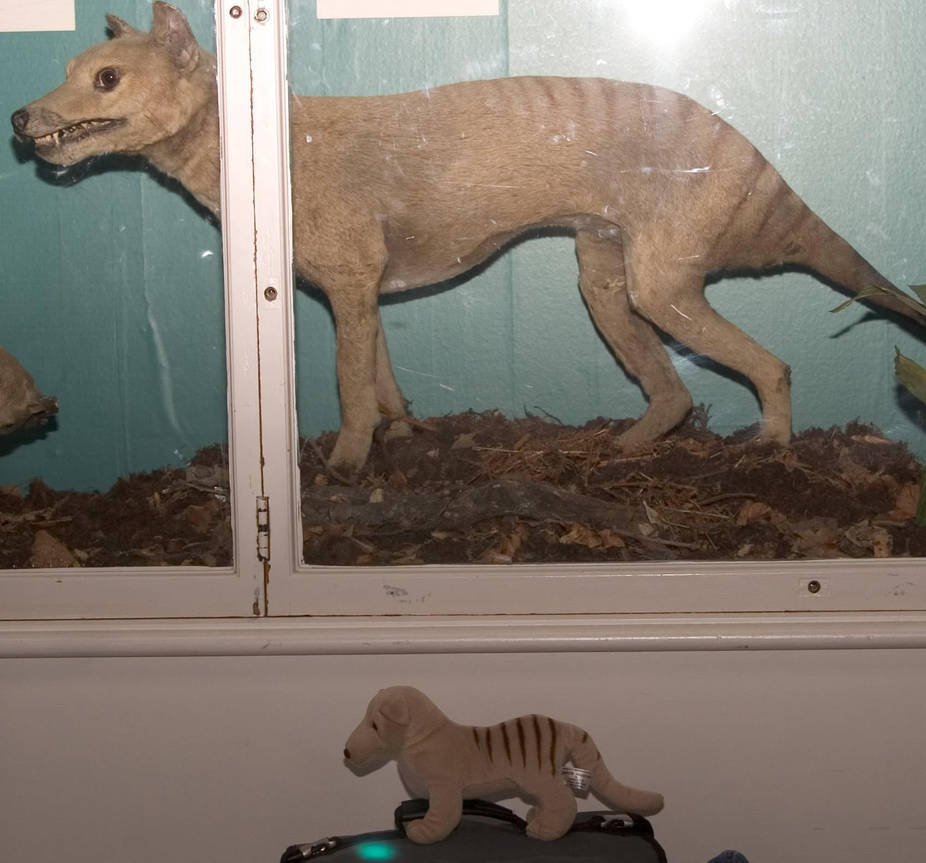 Scottish Thylacine and Plush by t-subgenius on DeviantArt