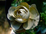 A RUSE NOT A ROSE DON'T GET FOOLED by Sugaree-33
