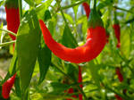 WET HOT CHILI PEPPER by Sugaree-33