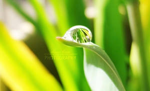 Drop of Life by danni-louise
