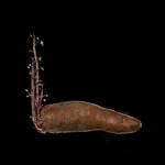 Rat Potato by Omega300m