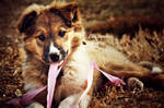 Felice and the Ribbon by ti-DESIGN
