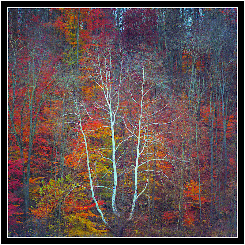 Lone stark tree.img765, with story by harrietsfriend