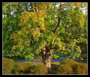 Early fall. L1040323, with story by harrietsfriend Early fall. L1040323, with story by harrietsfriend