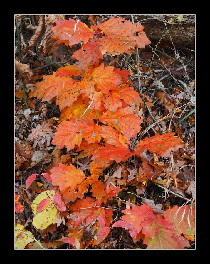 The low down on autumn. DSCN0816, with story by harrietsfriend