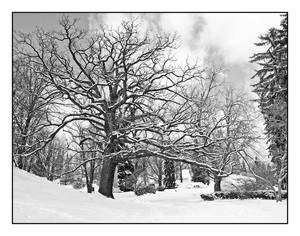 Spring Grove trees. L1040212, with story by harrietsfriend Spring Grove trees. L1040212, with story by harrietsfriend
