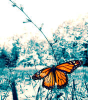 Cold Flutter by JohnKyo