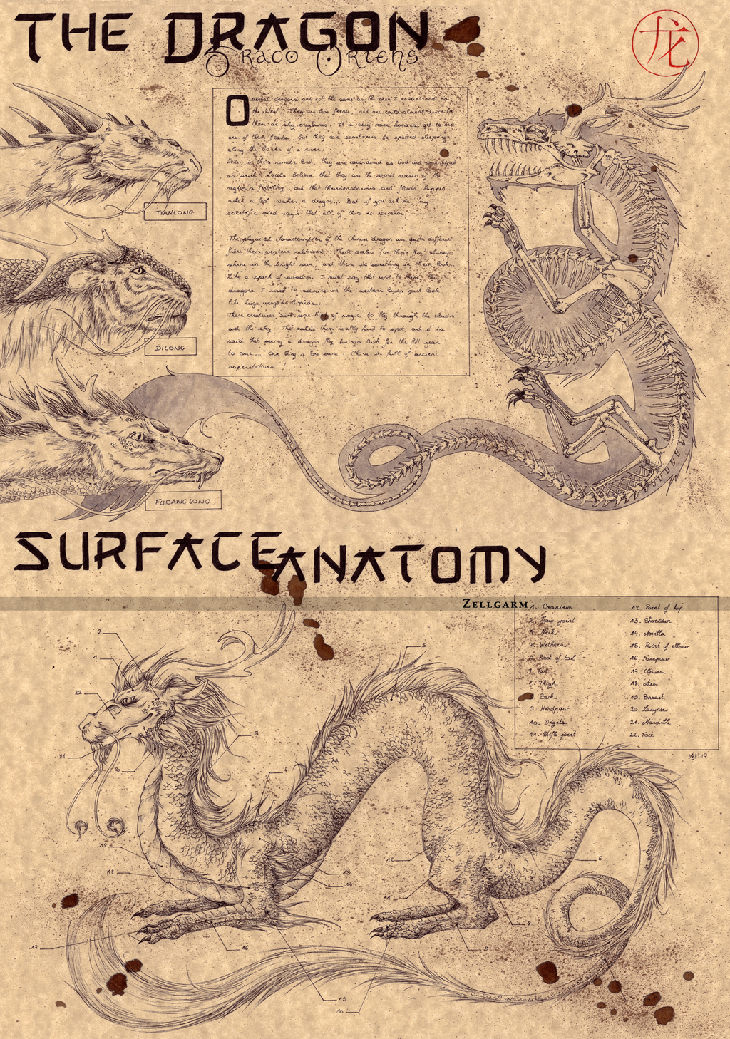 THE EASTERN DRAGON by Zellgarm