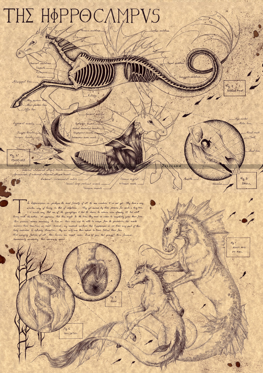 THE HIPPOCAMPUS by Zellgarm