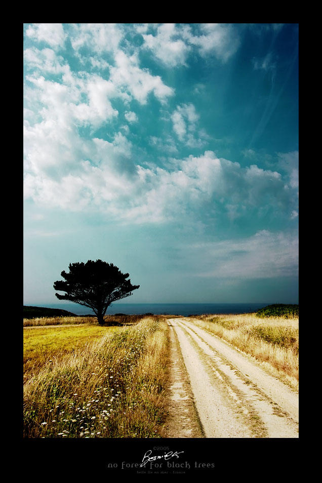 no forest for black trees by bosniak