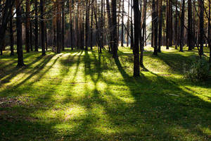 A Day in Autumn I by Sulde