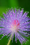 Purplish Melody by VisualofDrM