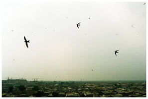 birds over Datong by Gonzale