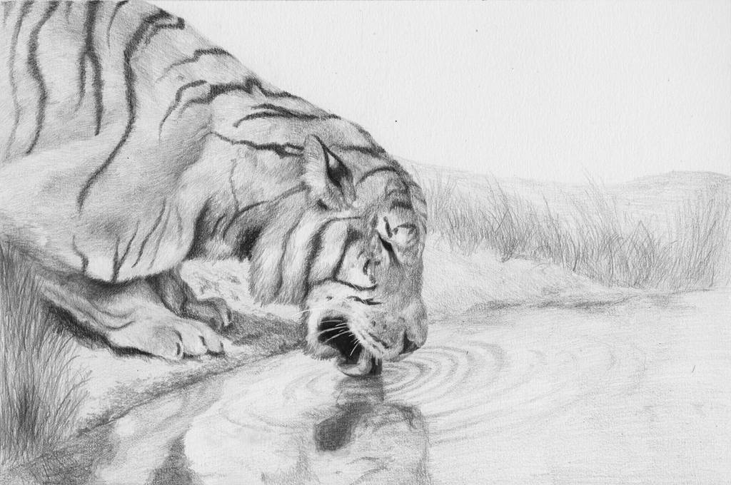 Tiger by kinobuta
