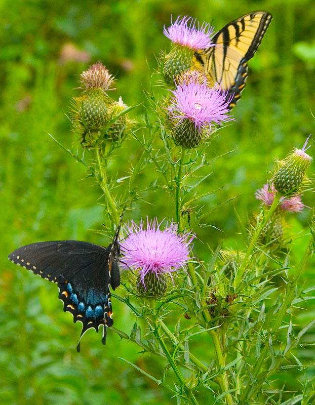Swallowtails no. 01 by slephoto