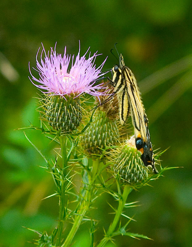 Eastern Tiger Swallowtail 01 by slephoto