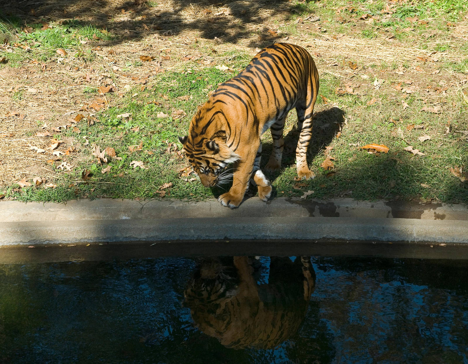 Tiger, Tyger STOCK by slephoto
