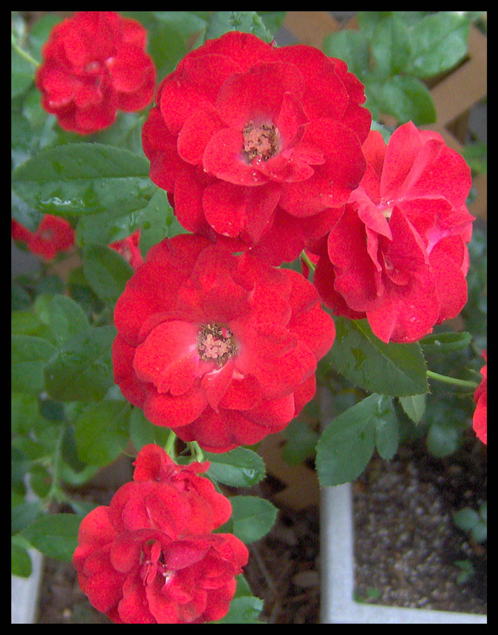 Red flowers No. 1 by slephoto