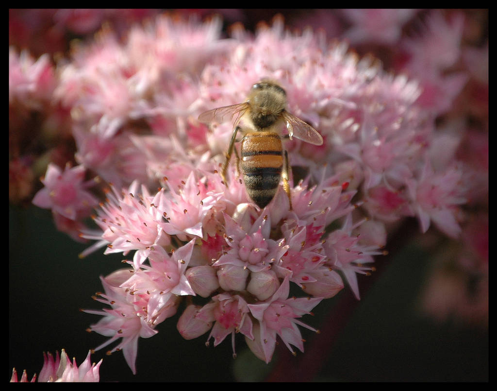Flowers and Bee Lieb Cellars by slephoto