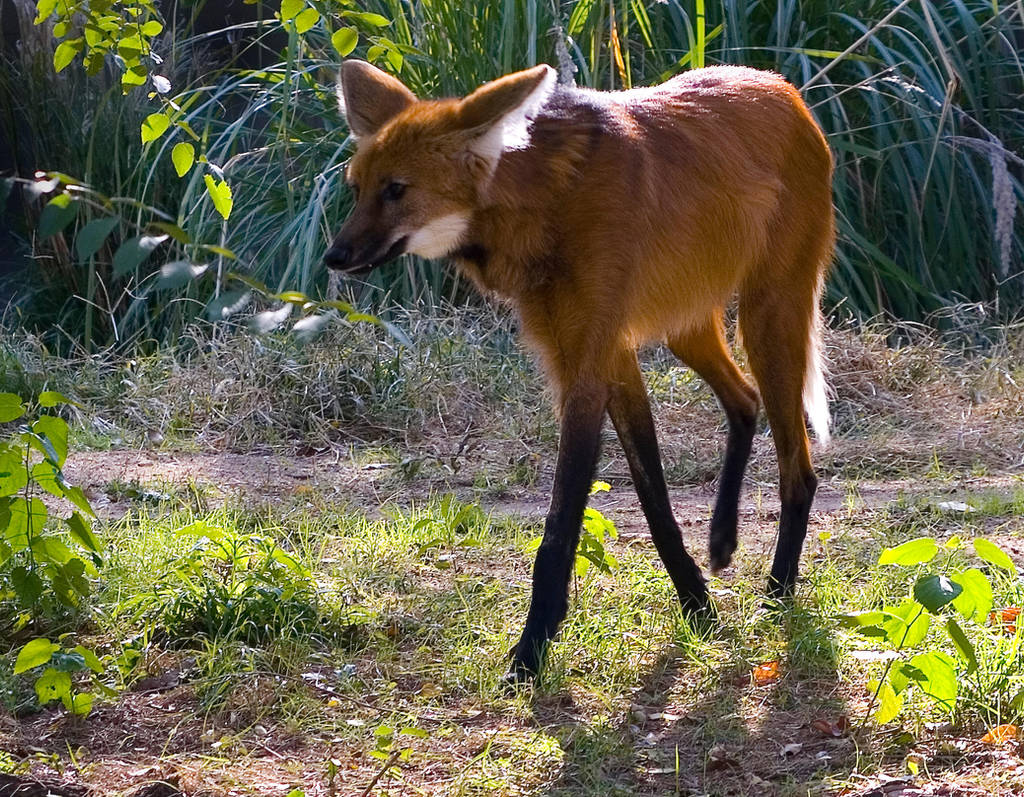 Maned Wolf No. 1 STOCK by slephoto