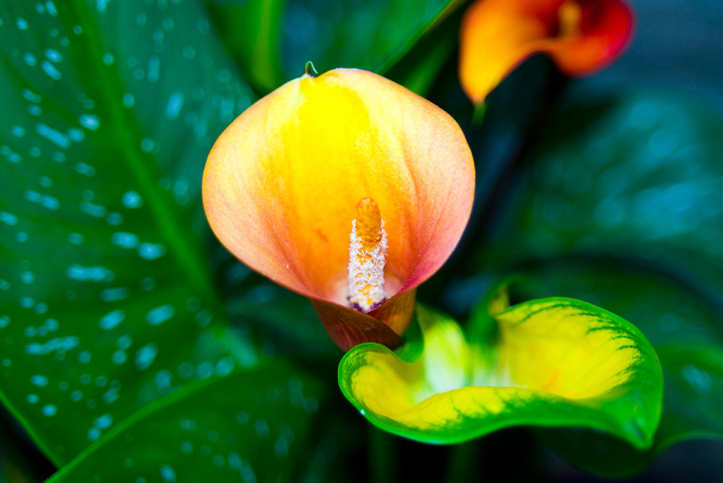 Calla Lily No. 1 by slephoto