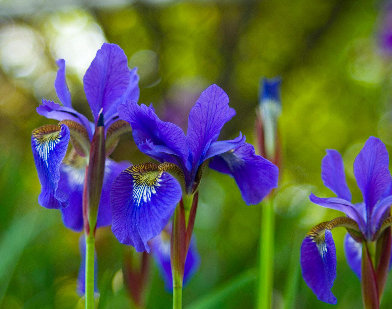 Purple Irises No. 1 by slephoto