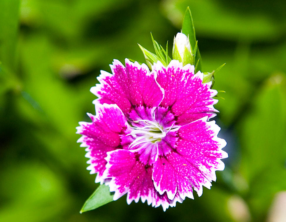 Dianthus No. 1 by slephoto