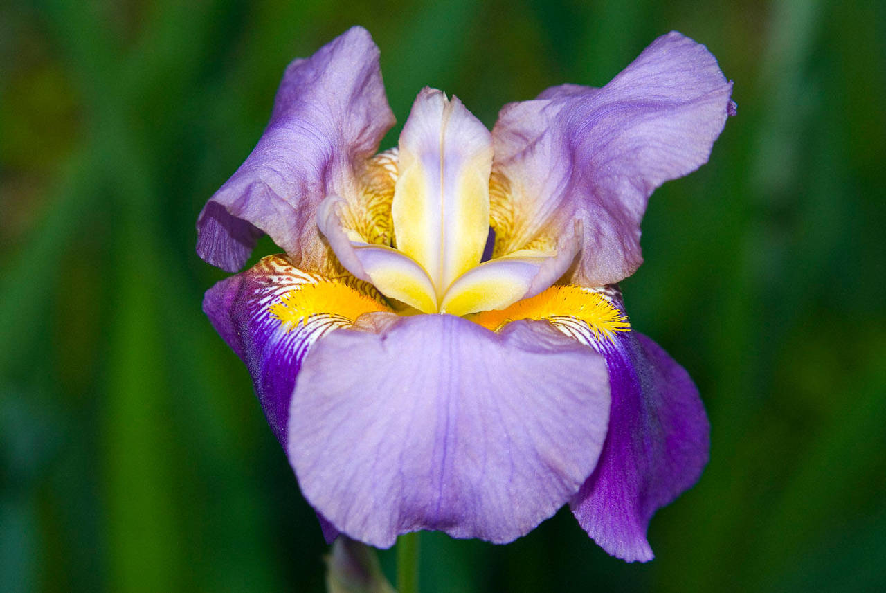 Purple Iris No. 1 by slephoto