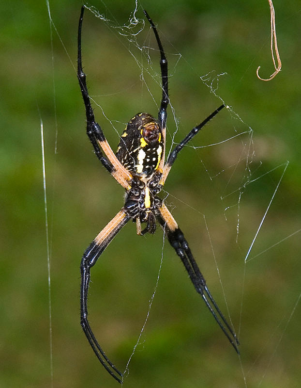 Black-Yellow Garden Spider 1 by slephoto