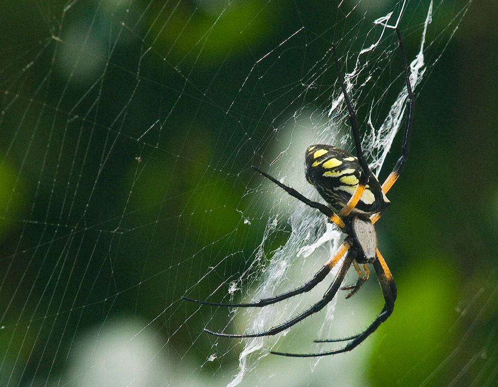 Black-Yellow Garden Spider 2 by slephoto