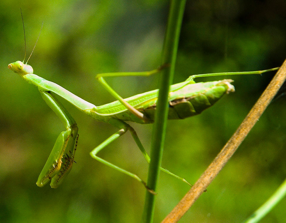 Green Praying Mantis No. 1 by slephoto