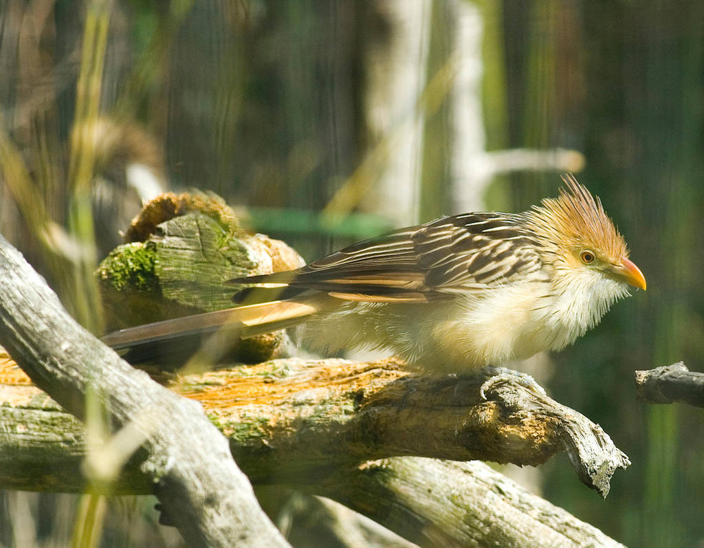 Guira Cuckoo No. 01 STOCK by slephoto