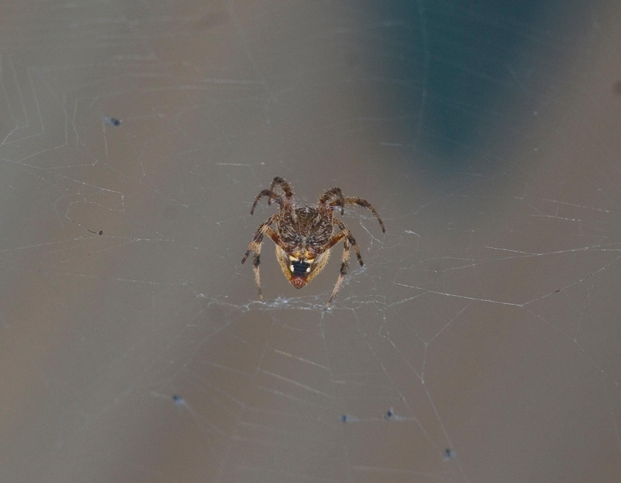 Neoscona Crucifera No. 1 by slephoto