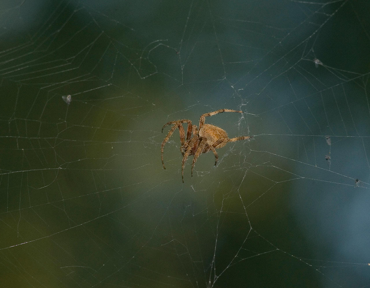 Neoscona Crucifera No. 2 by slephoto