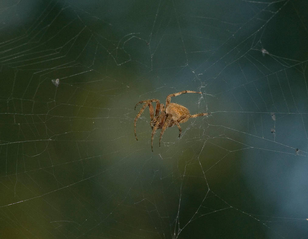 Neoscona Crucifera No. 2 by slephoto